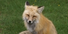 Renard du Wyoming